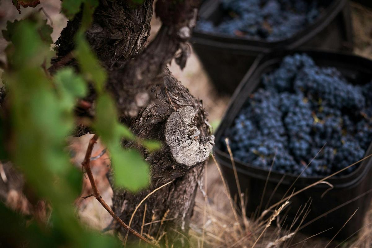 Margaret River's Founding Wine Estate