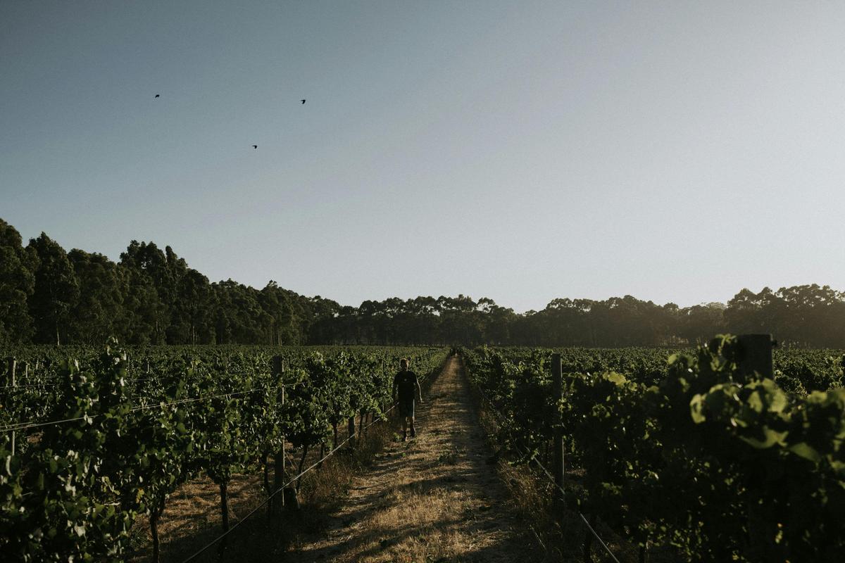 Home Vineyard