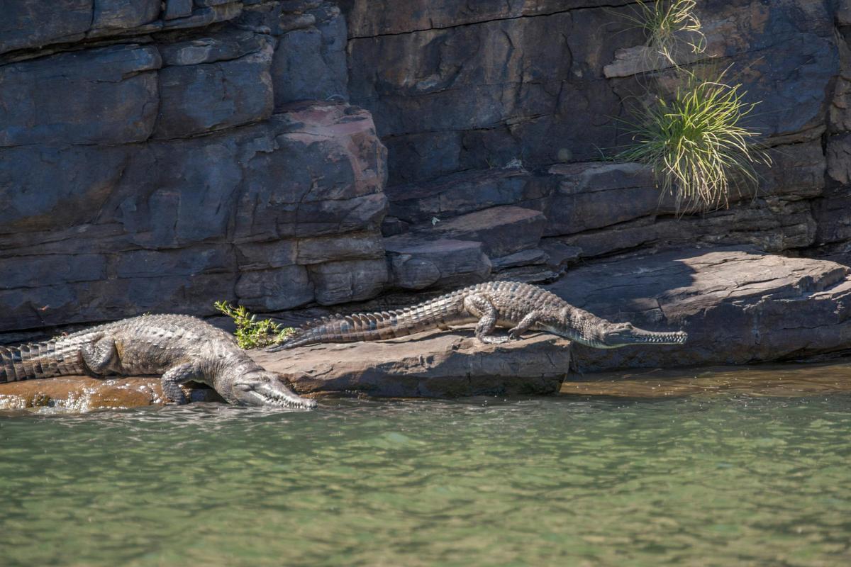 Freshwater Crocodiles