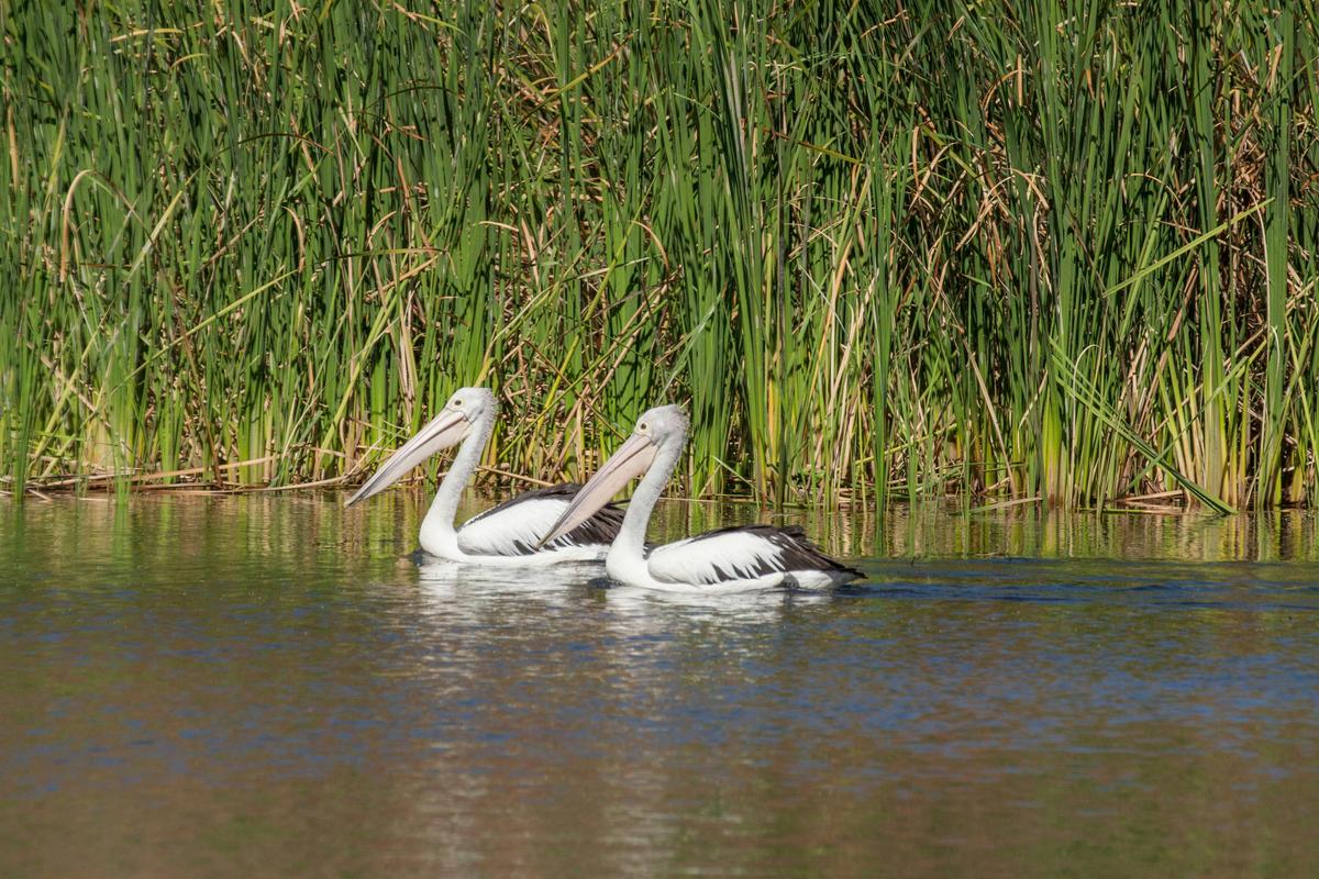 Pelicans on Lake Kununurra