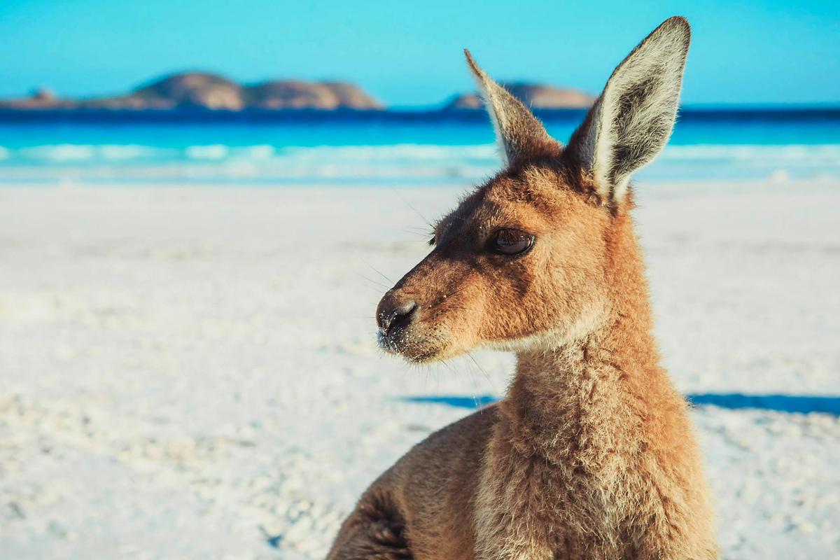 Meet the untamed wildlife