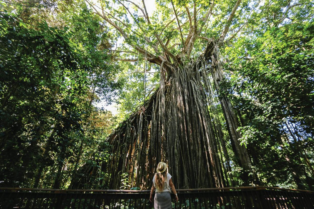 Dorrigo National Park