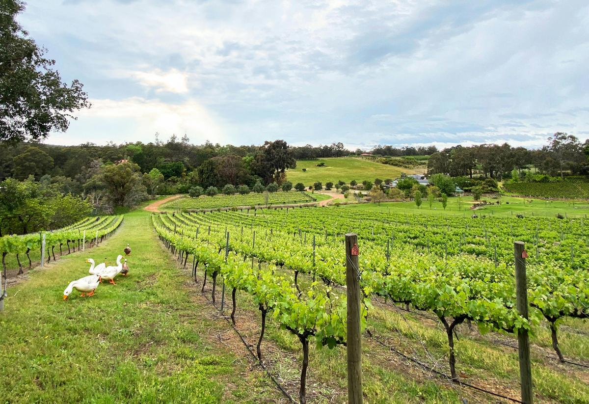 Bickley Valley Wine Tour - Private tour