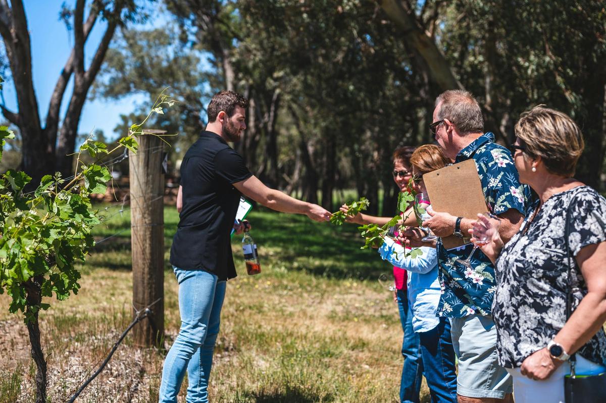Discover the Vineyard