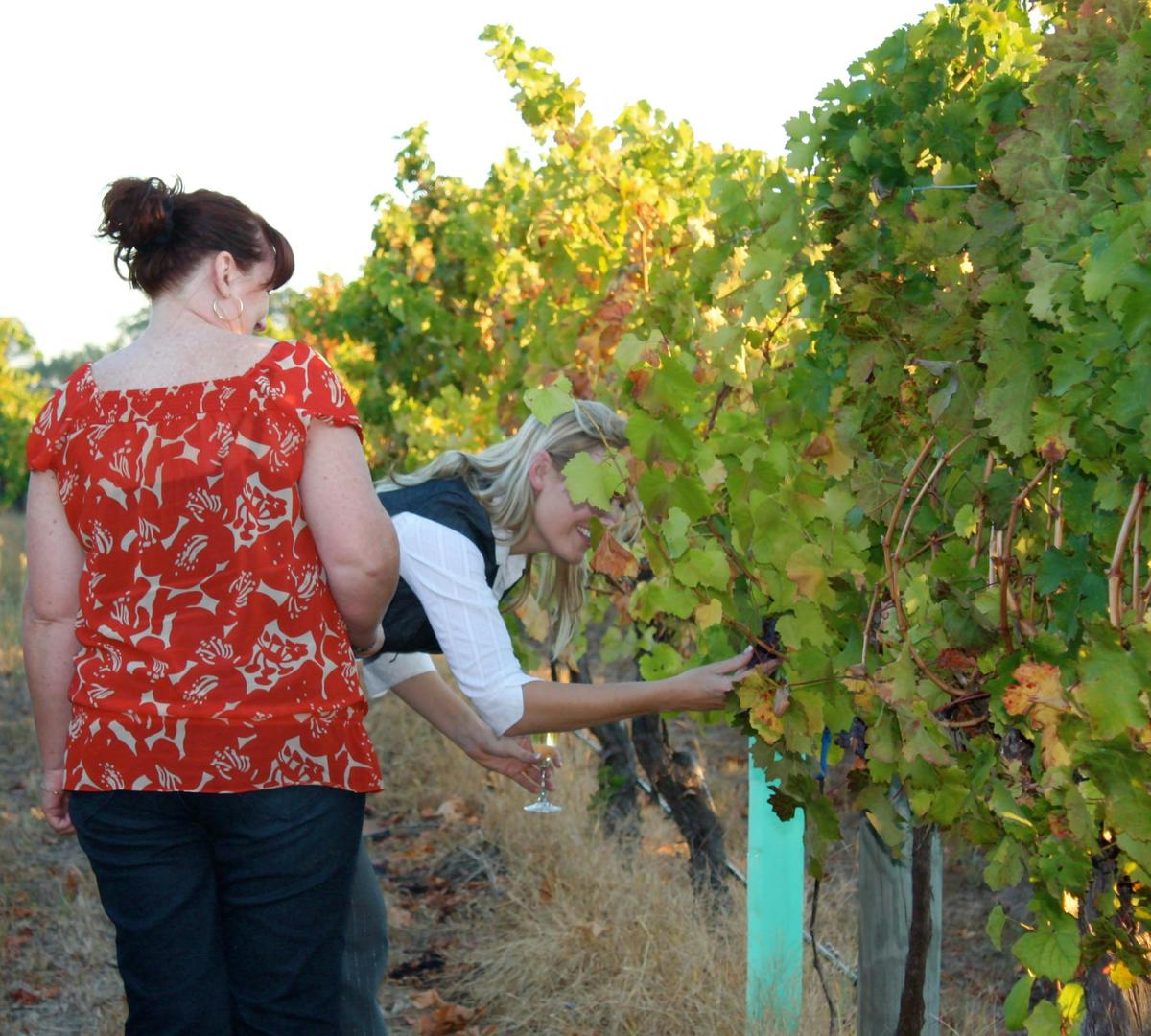 Winery Tour and Tasting