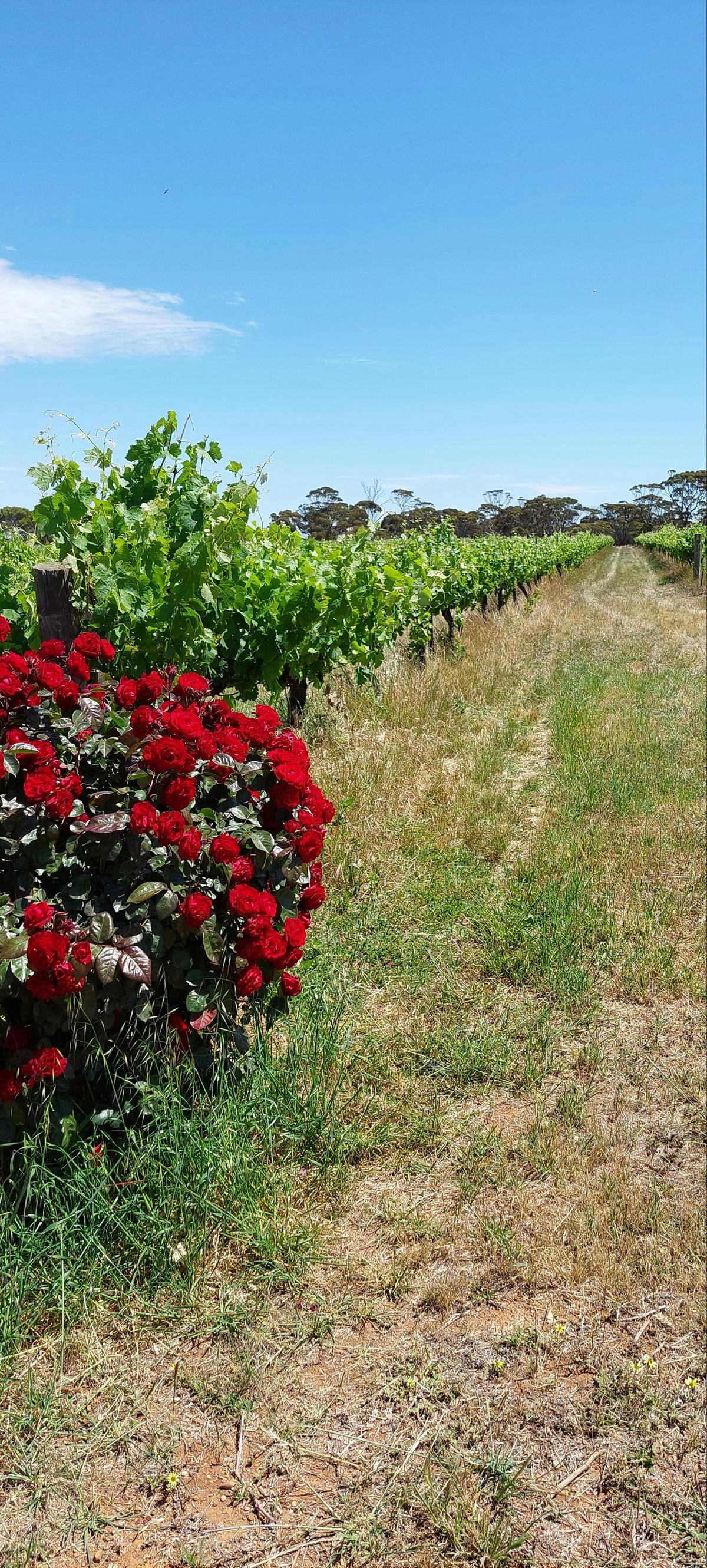 Rose bush at the head of the row