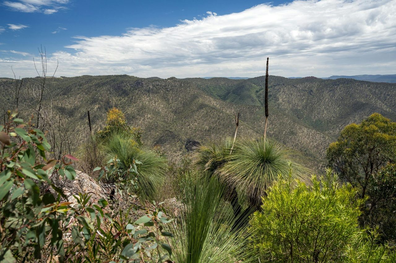 Green Gully Track