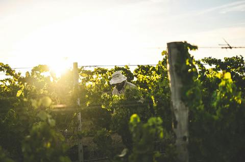 Voyager Estate