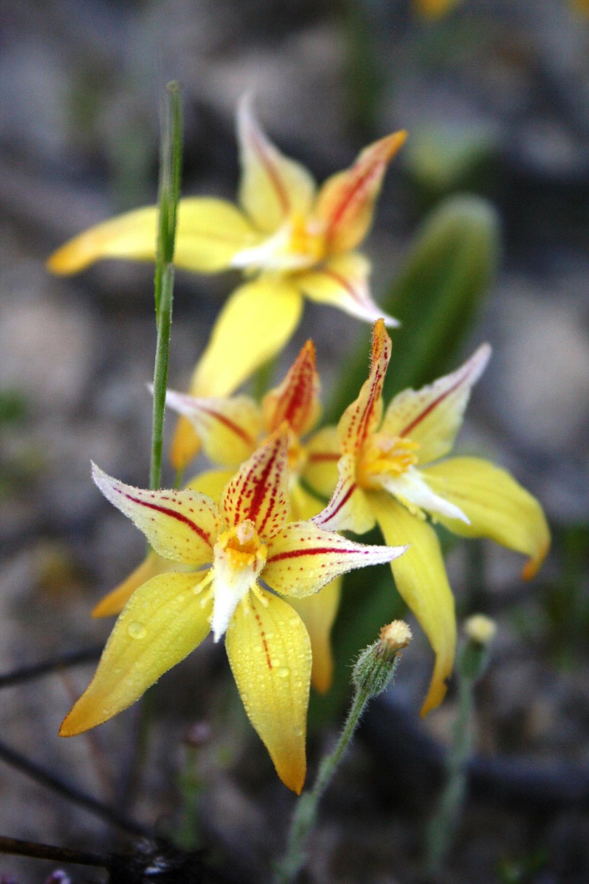 Cowslip Orchid (Caladenia flava)
