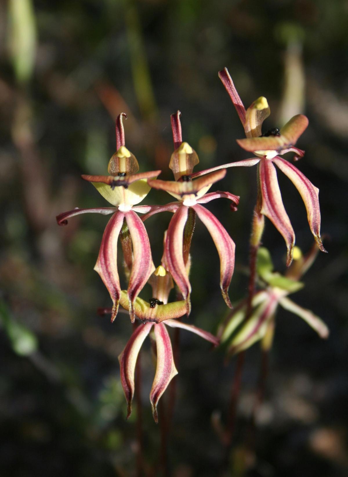Ant/Clown Orchids (Caladenia roei)