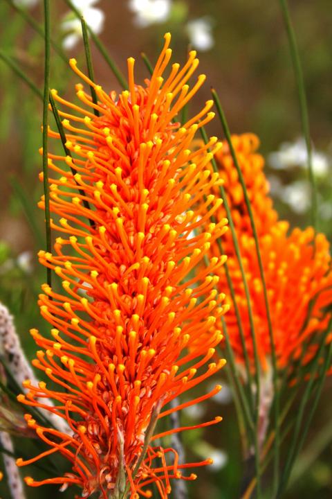 Wongan Hills Wildflowers