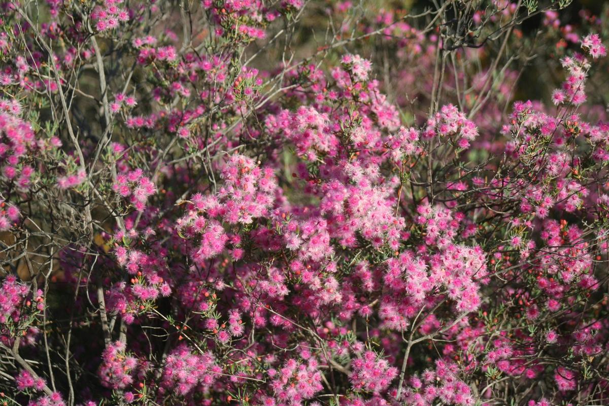 Pink Verticordia (Verticordia monadelpha)