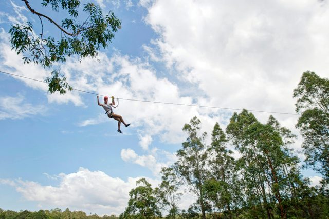 Treetops Adventure Coffs Harbour