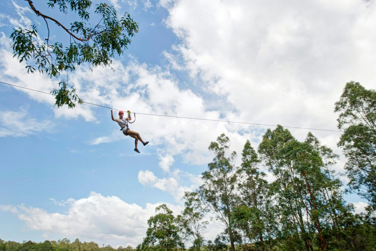 Flying Fox