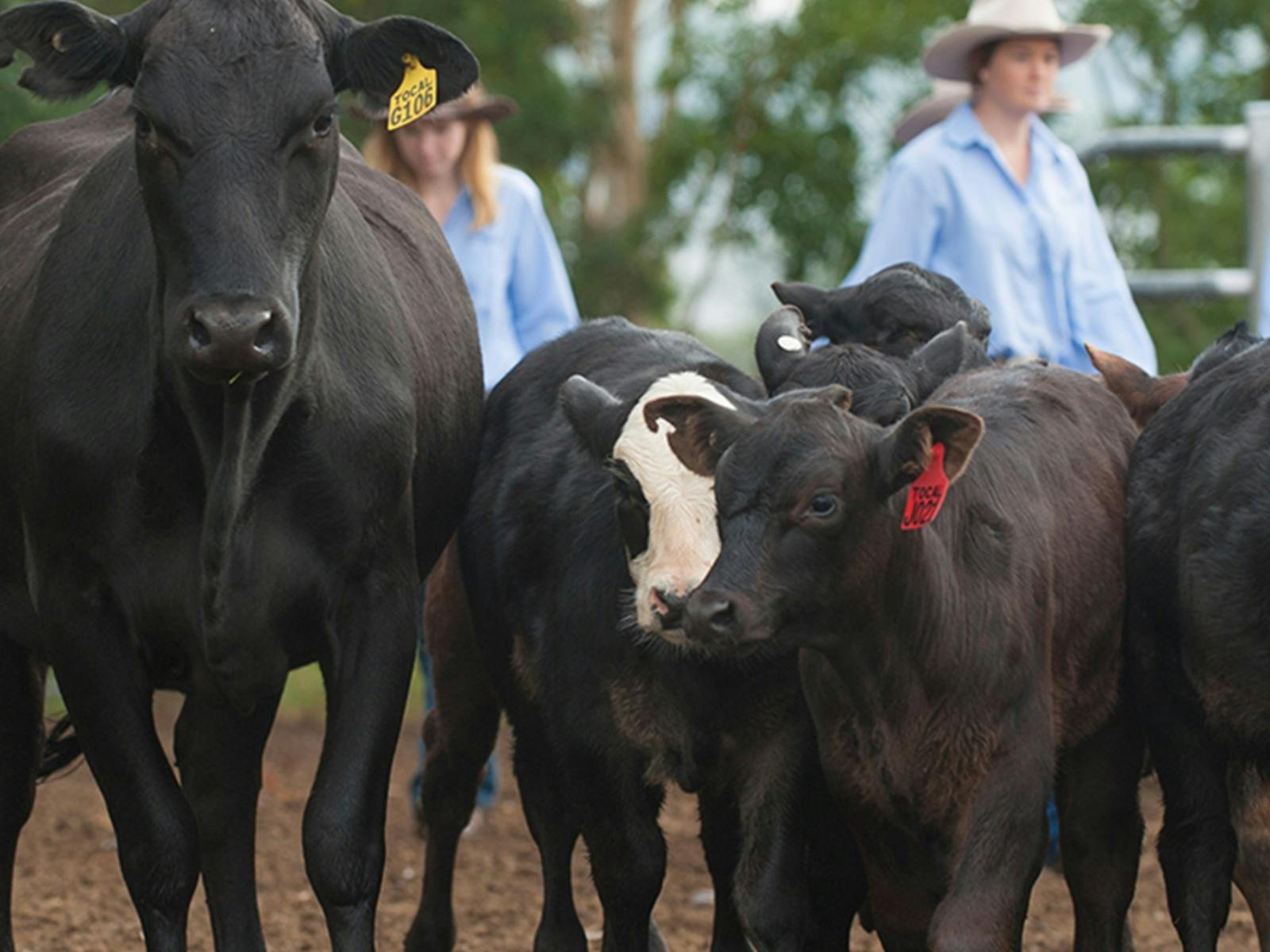 Tocal Agricultural College