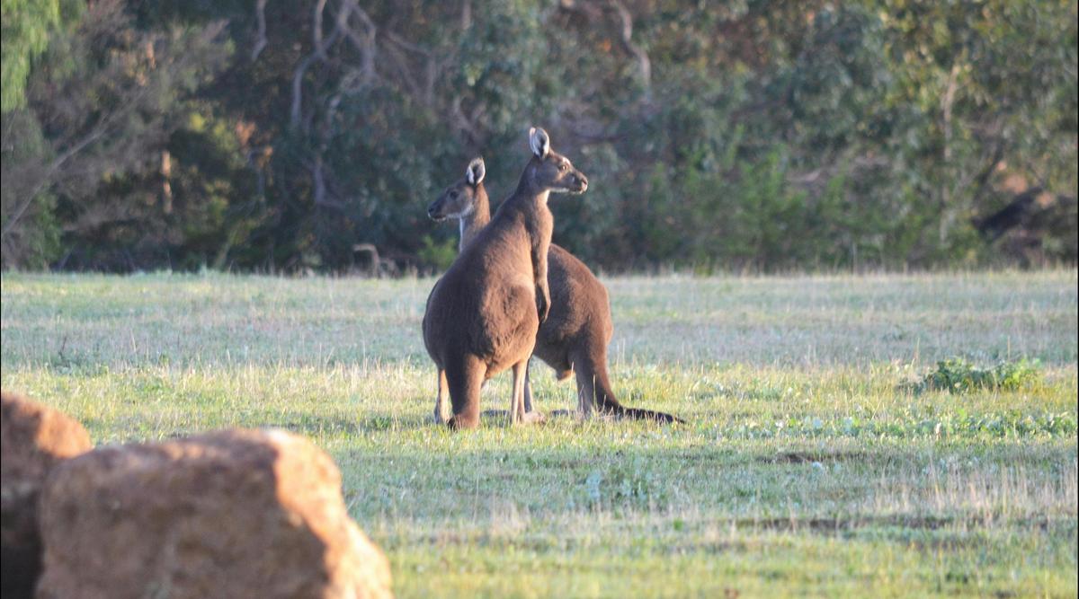 Yallingup Forest Resort, Yallingup, Western Australia