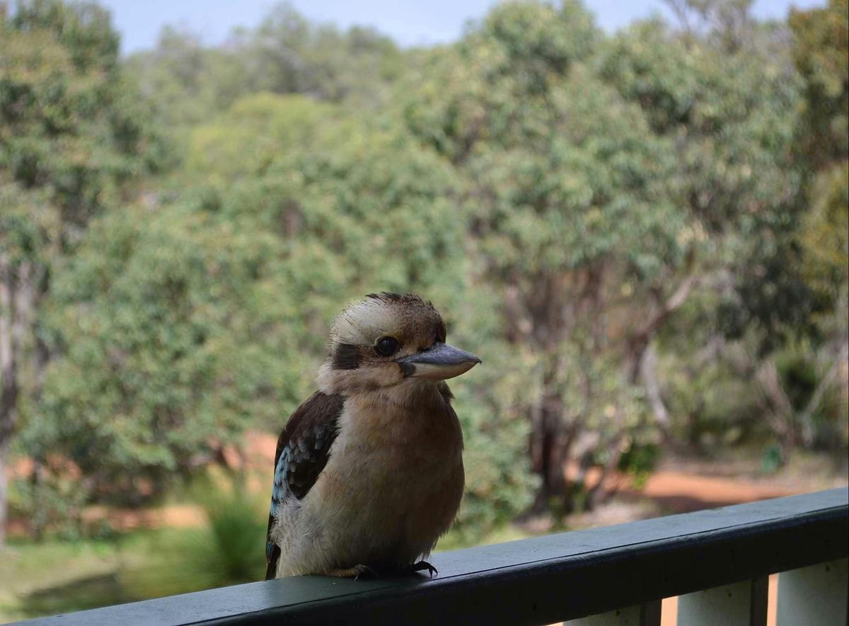Yallingup Forest Resort, Yallingup, Western Australia