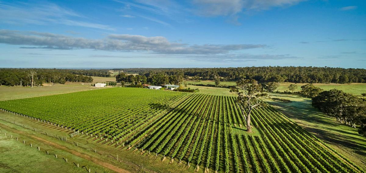 Aerial view of the Whicher Ridge Vineyard