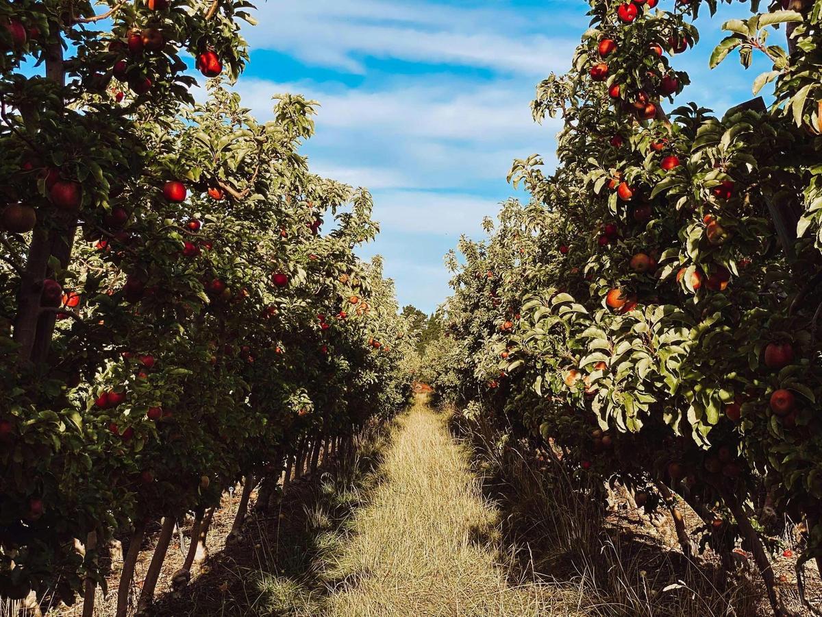 Apple Picking