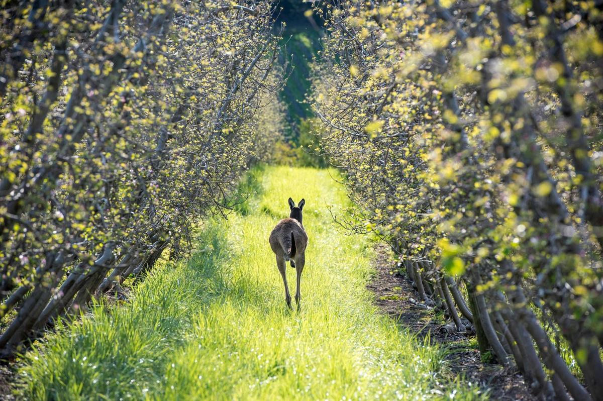 Kangaroo jumping through apple orchard