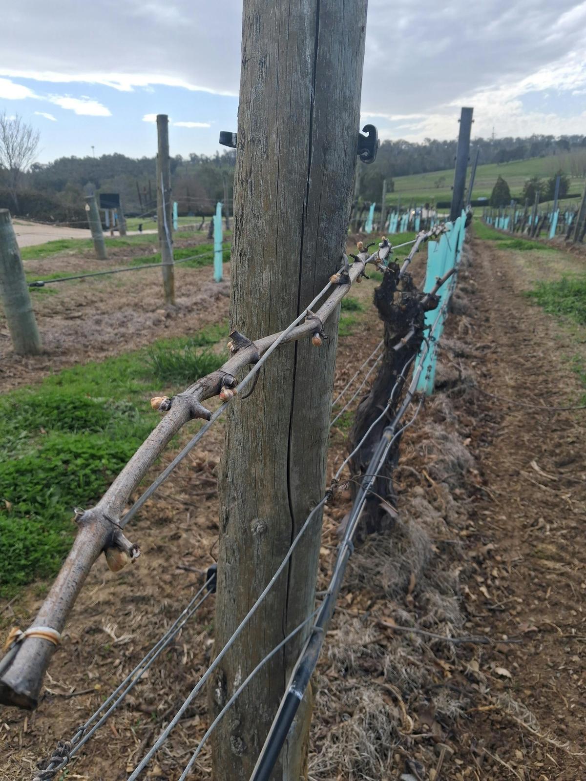 Bud Burst in Adelaide Hills