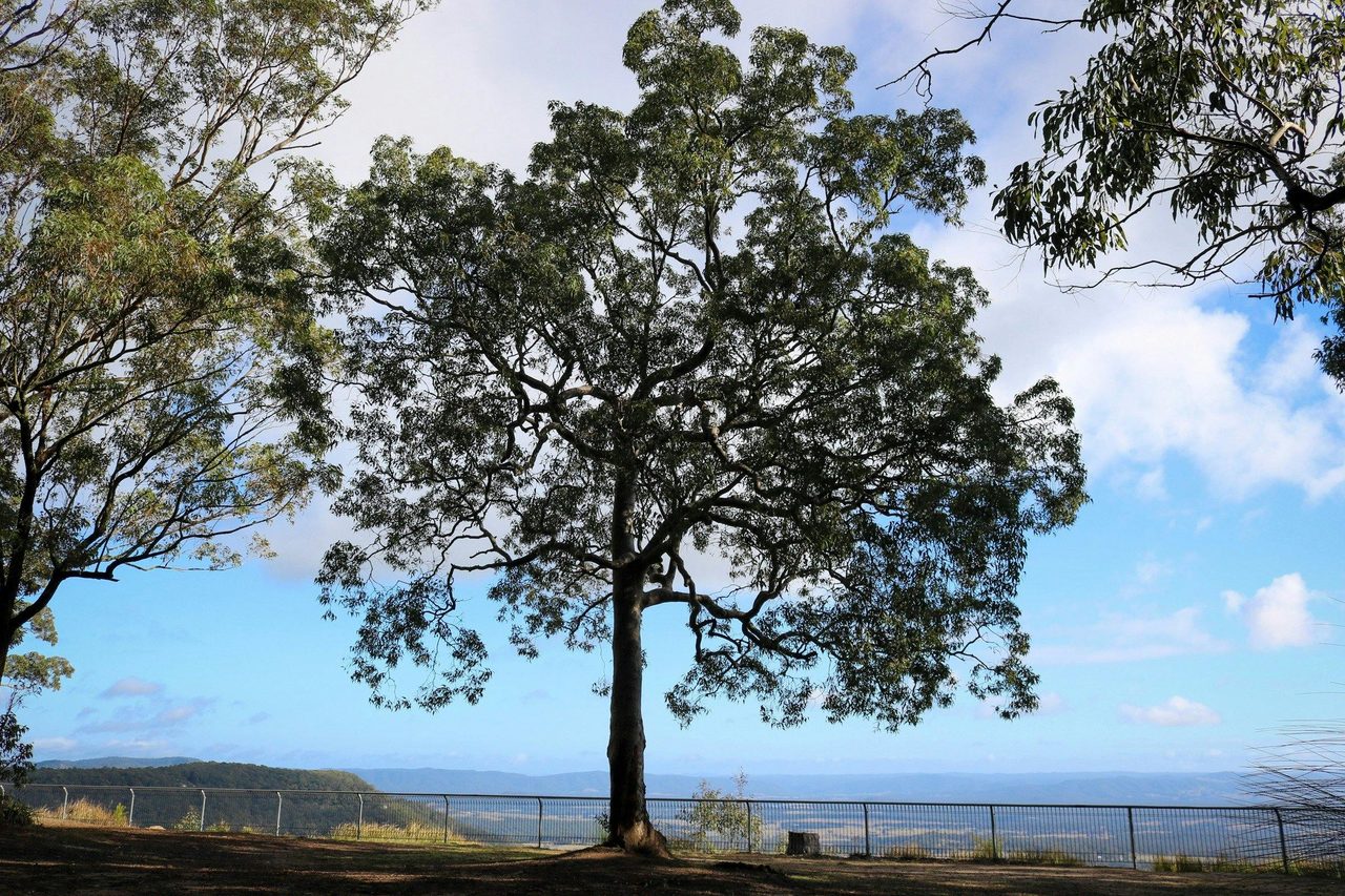 Lookout, State Forests of the Watagans
