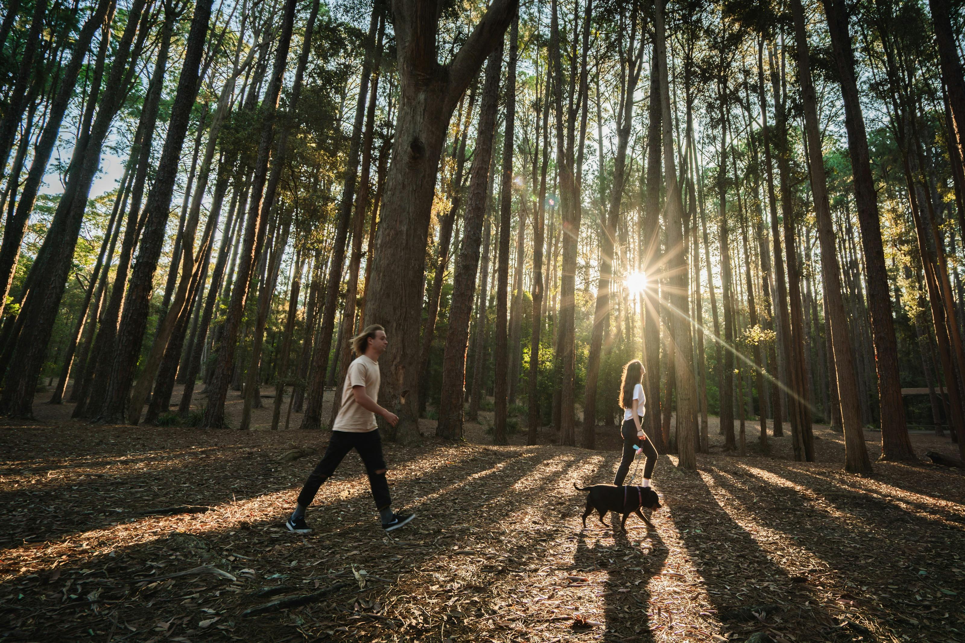 The Pines in Olney State Forest, Watagans