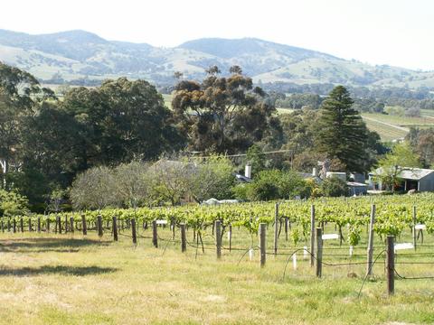 Archery Road Estate - Vineyards and Views