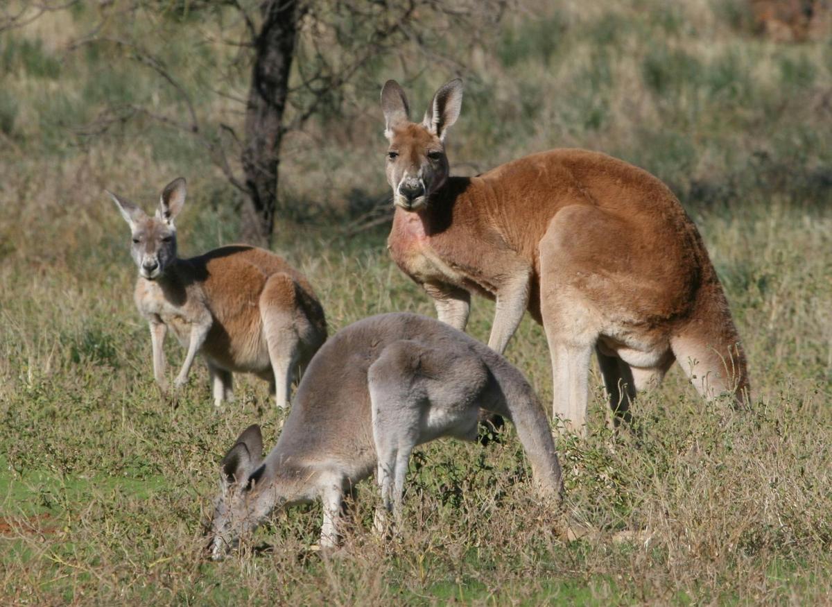 Lake Eyre & Flinders Ranges – 4 Day Small Group 4WD Eco Safari