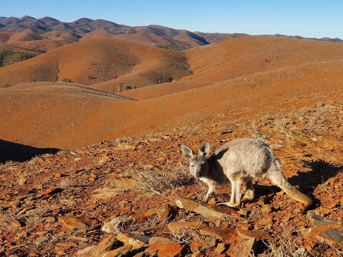 Coober Pedy to Adelaide – 5 Day Small Group 4WD Eco Safari