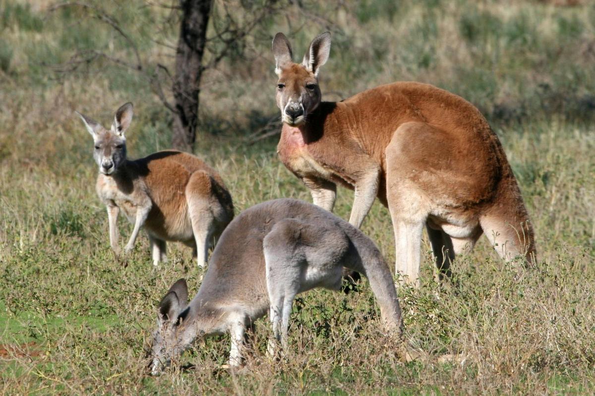 Lake Eyre and Flinders – 4 Day Small Group 4WD Eco Safari
