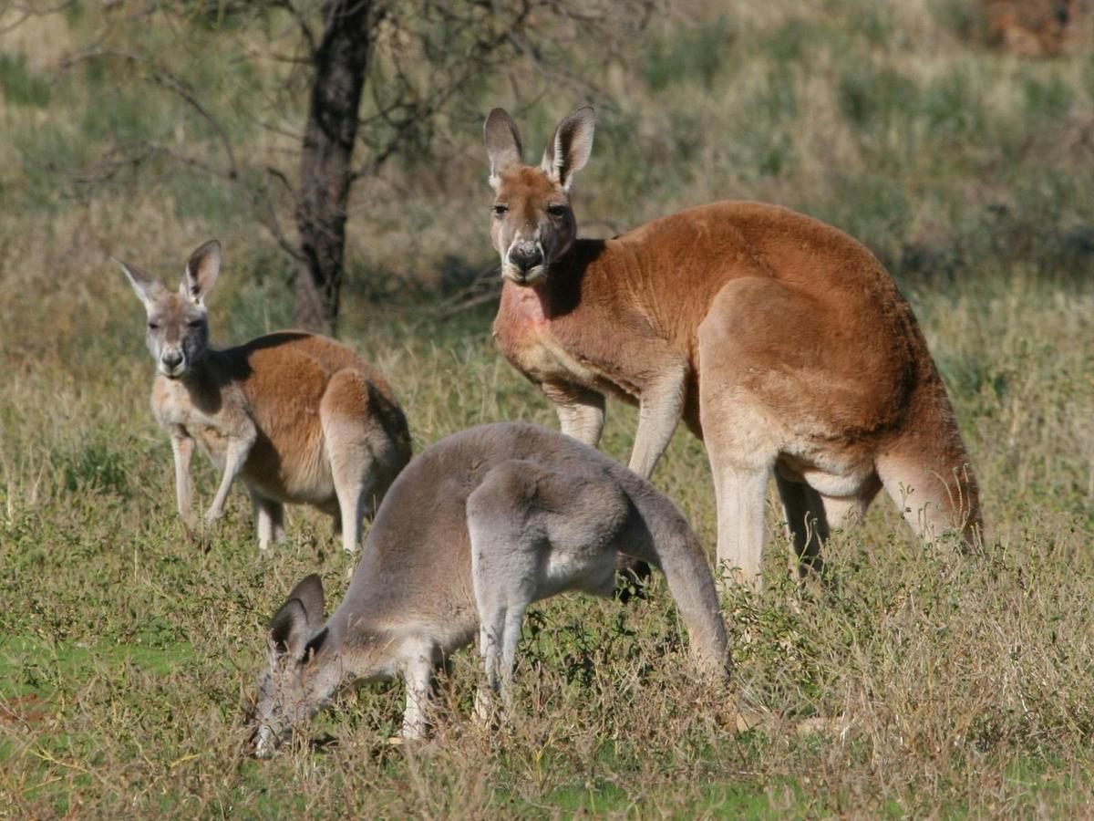 Flinders Ranges & Outback – 5 Day Small Group 4WD Eco Safari