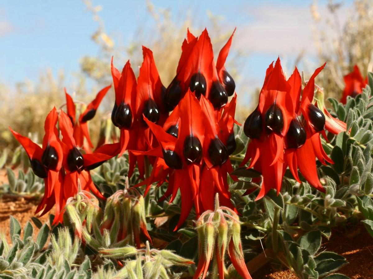 Flinders Ranges & Outback – 5 Day Small Group 4WD Eco Safari