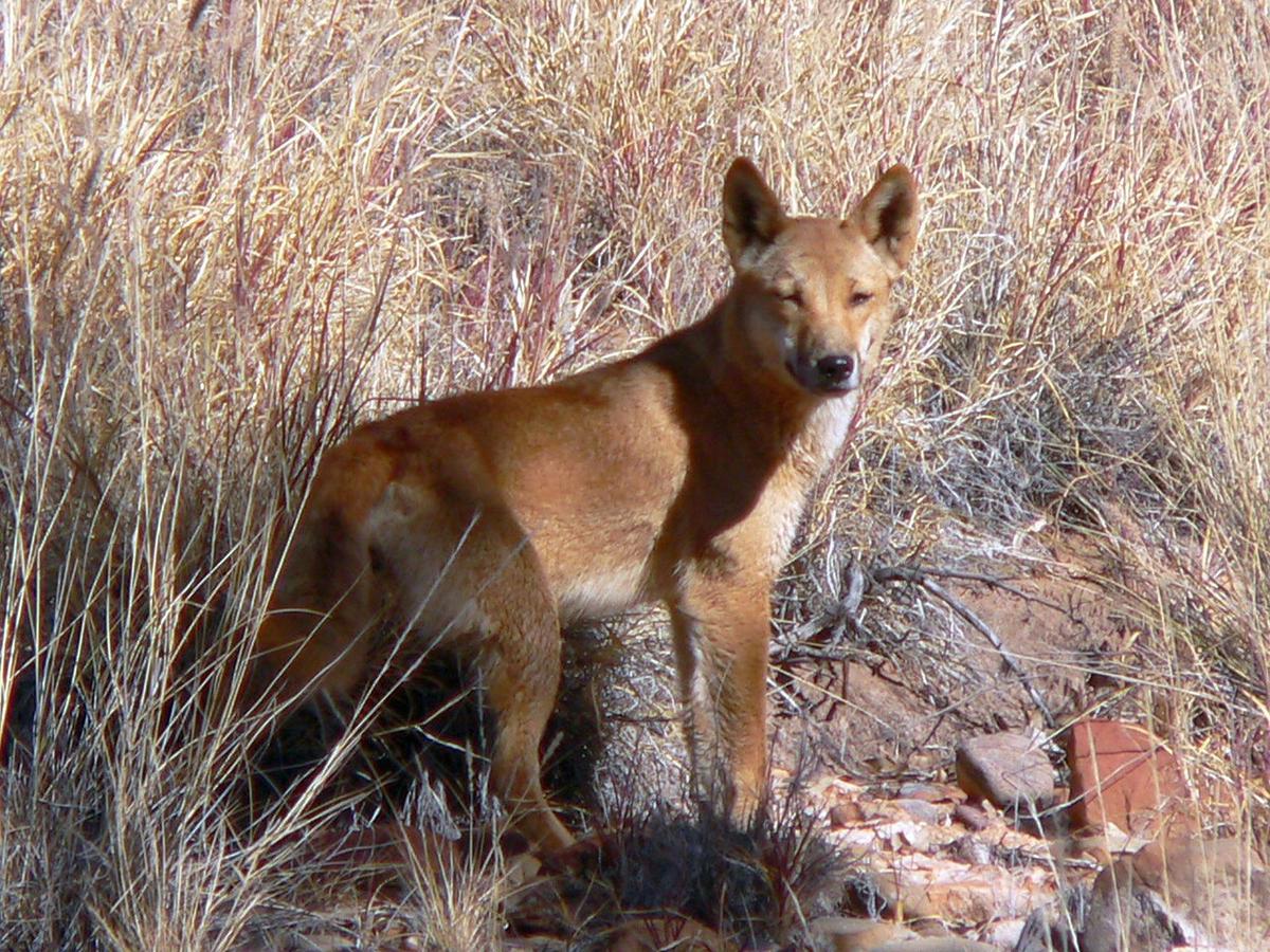 Coober Pedy, Lake Eyre, Flinders Ranges – 7 Day Small Group 4WD Safari