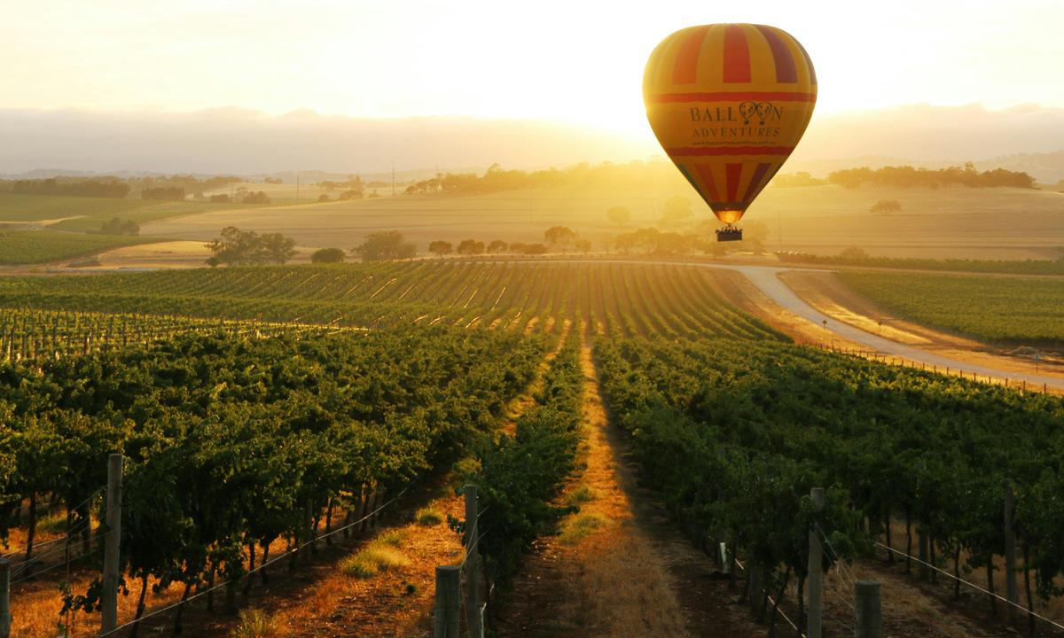 Early morning drifting over the vines