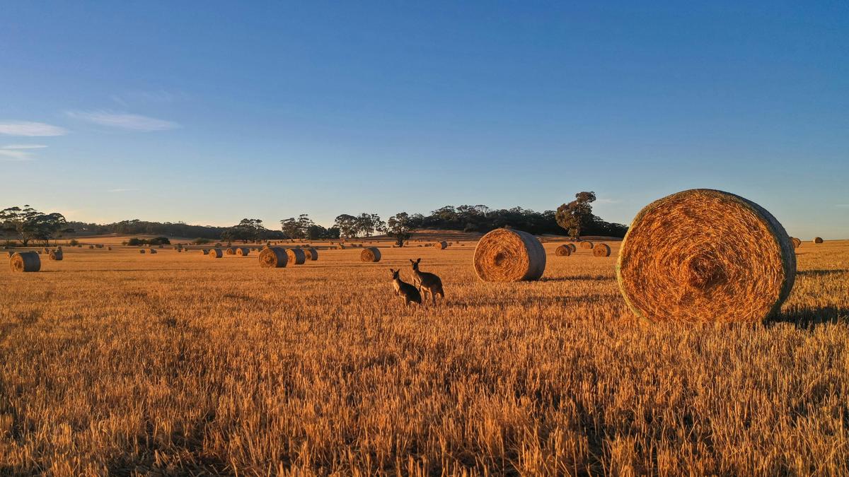 Private Wine Tours - 6 Hour (ex. Barossa + Lunch)