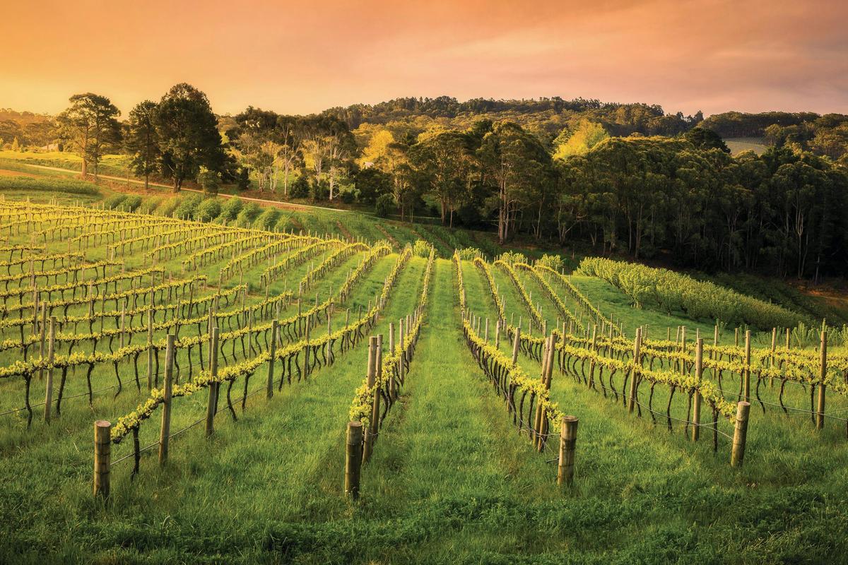 Taste of Adelaide & Hills (Full day)