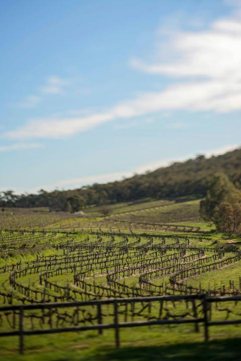 Clare Valley Private Wine Tour (Full day)