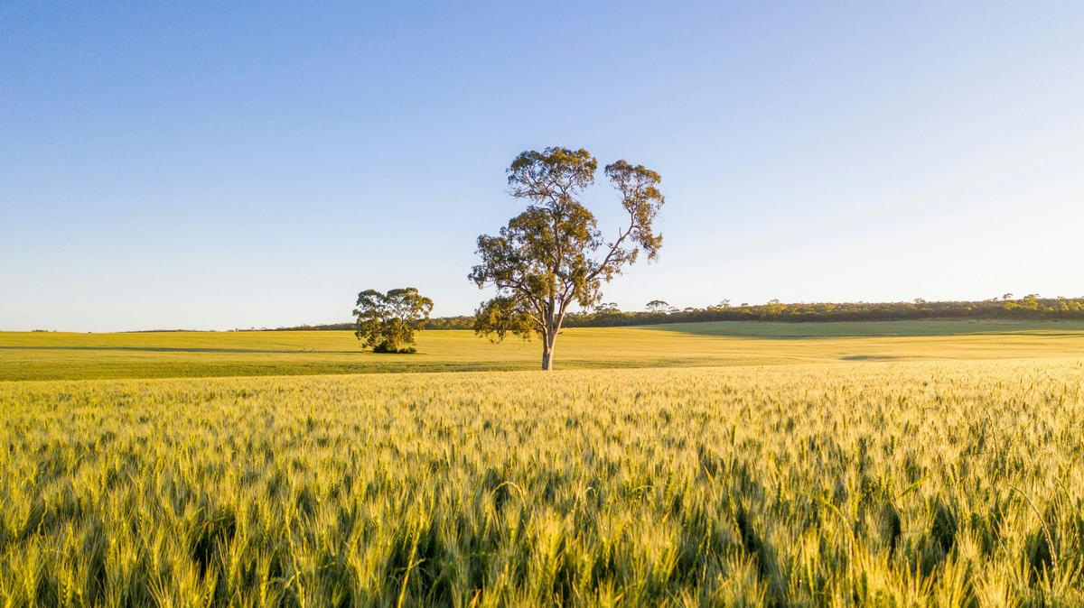 Clare Valley Private Wine Tour (Full day)