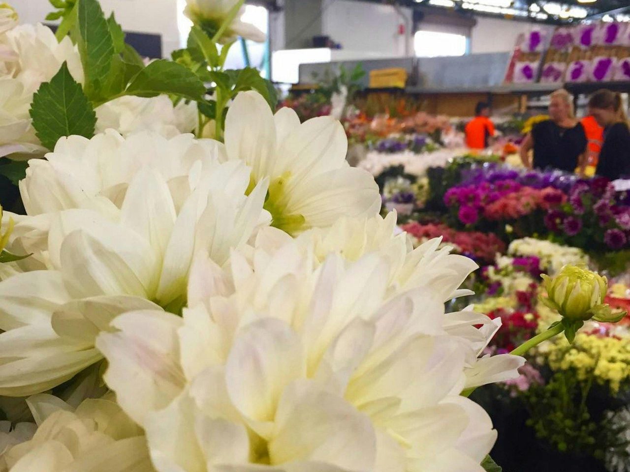 Sydney Flower Market