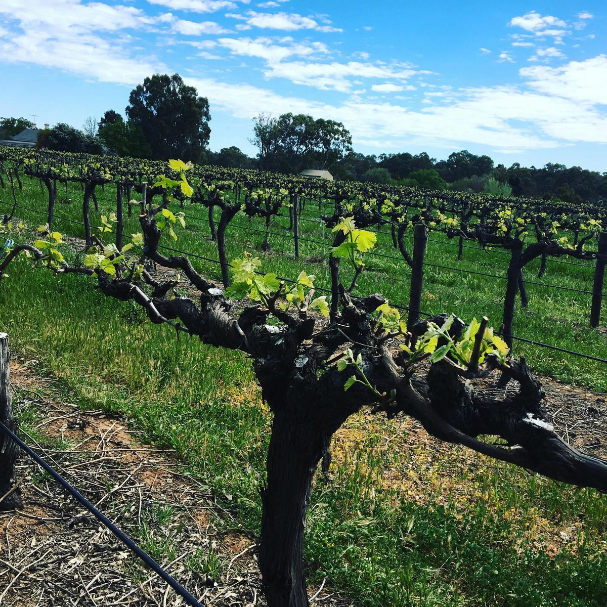 Barossa Taste Sensations - 2 Day, 2 Region Full Day Tours