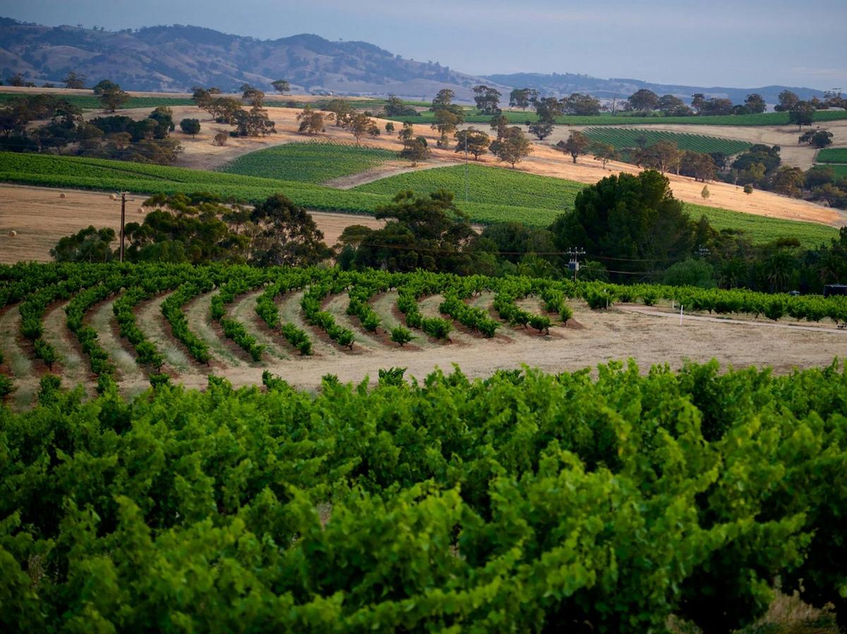 View across Seppeltsfield vines