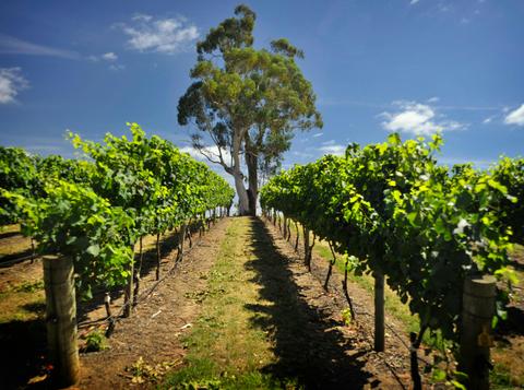 Hahndorf and Adelaide Hills Extravagance