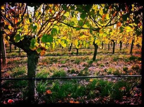 Hahndorf and Adelaide Hills Extravagance