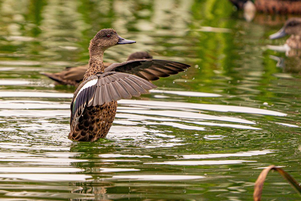 Private Guided Bird Photography Tour of Laratinga Wetlands