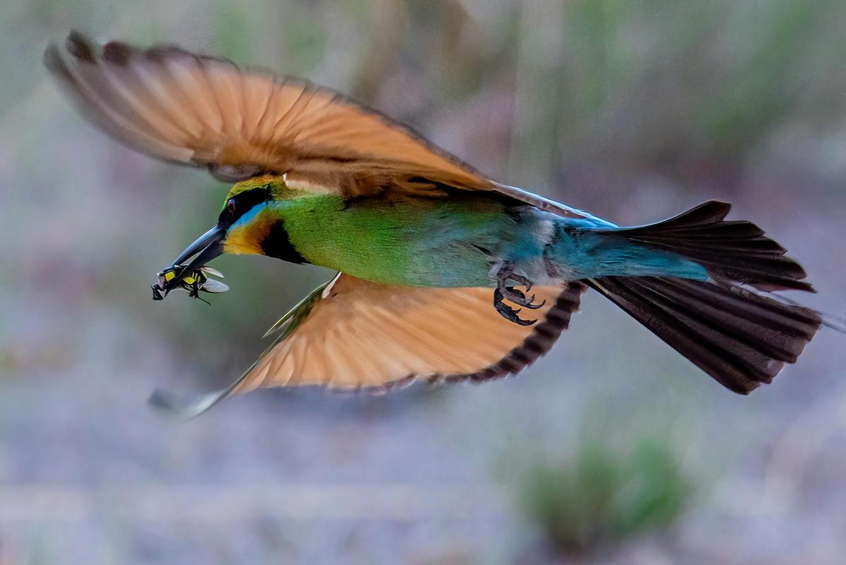 Rainbow Bee-eater Photography Experience