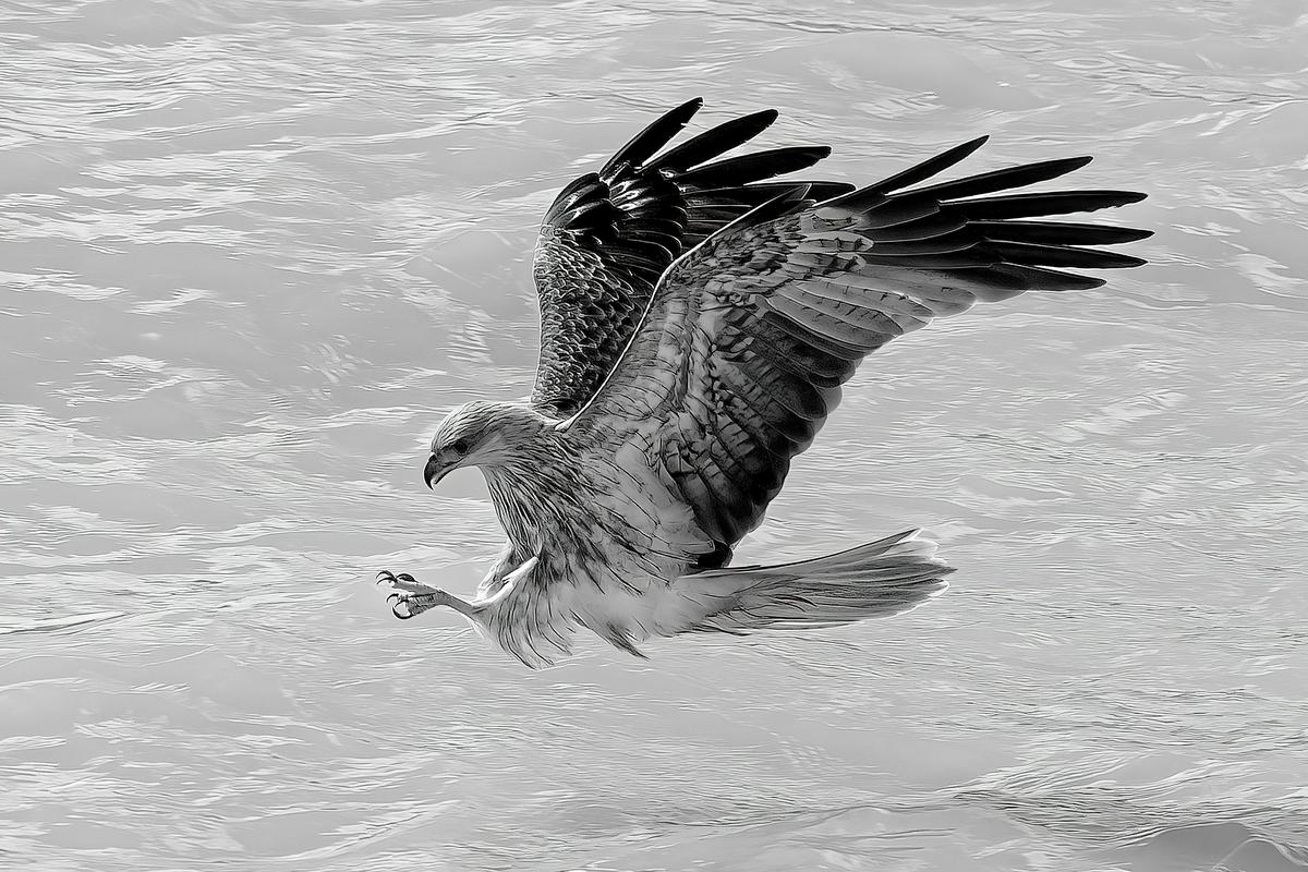 Birds of Prey Photography Cruise