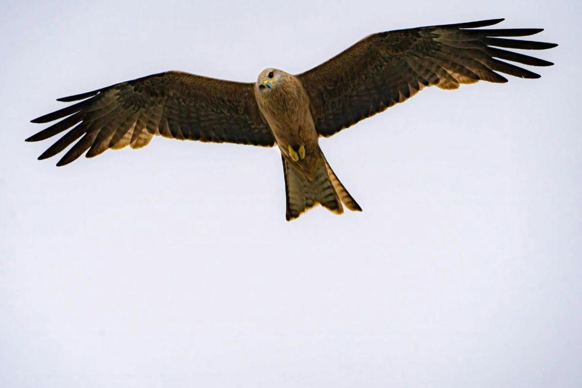 Birds of Prey Photography Cruise