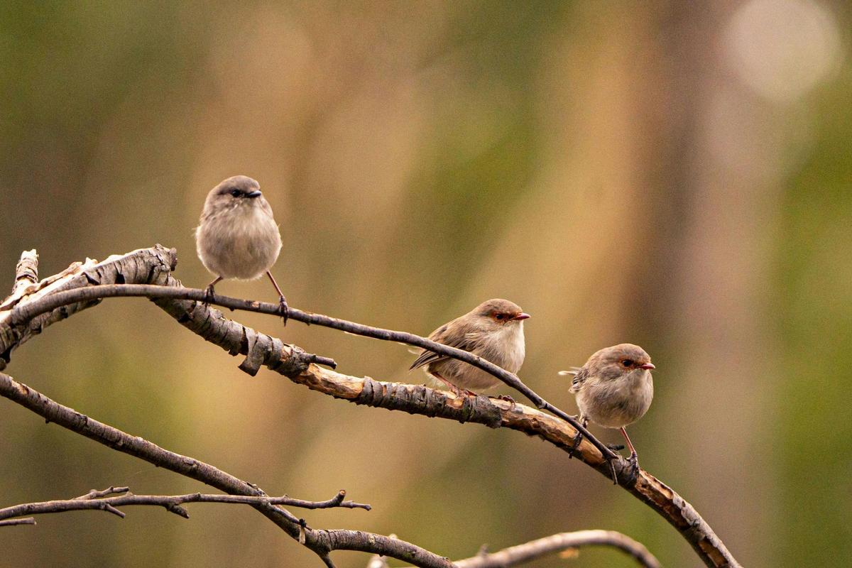Private Guided Bird Photography Tour of Laratinga Wetlands