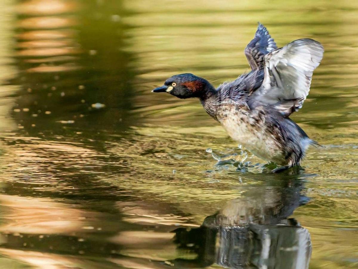 Private Guided Bird Photography Tour of Laratinga Wetlands